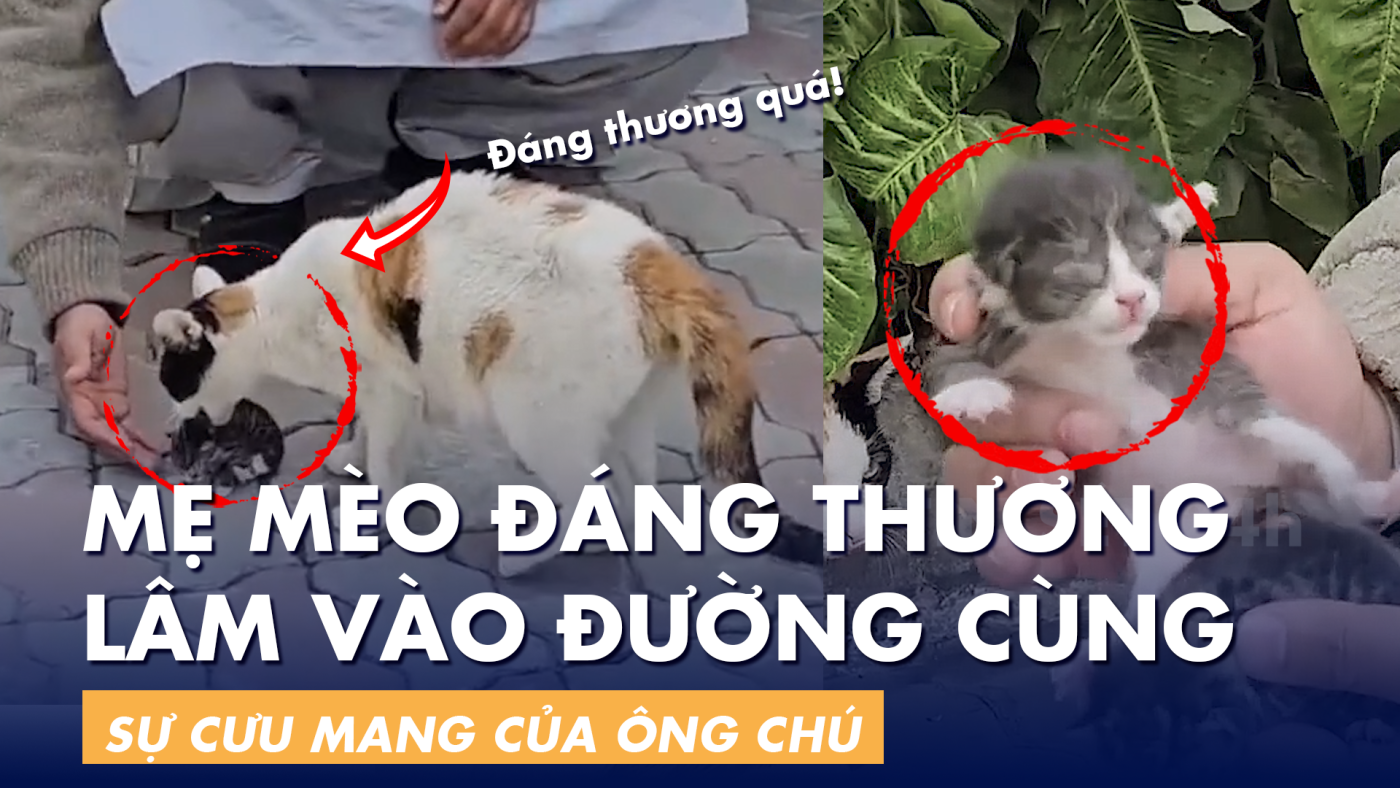 Mẹ con nhà mèo đáng thương may mắn được giúp đỡ