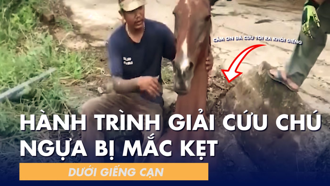 Chú ngựa bị mắc kẹt dưới hố